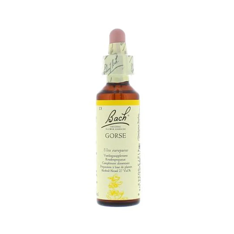 La fleur de Bach n° 13 _ Gorse – ajonc