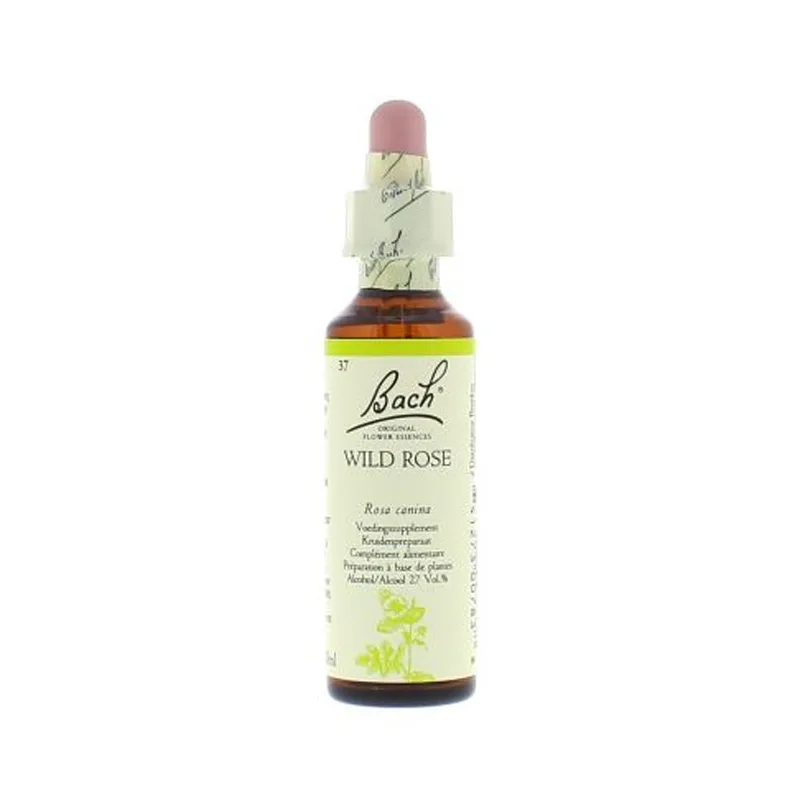 La fleur de Bach n° 37 _ Wild Rose – églantier
